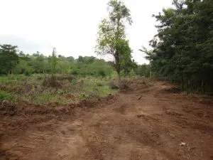 Woodland Clearing