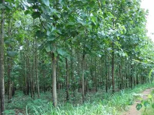 Tree tending and pruning