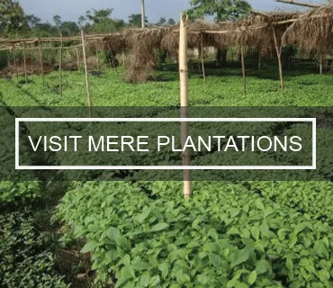 mere plantations