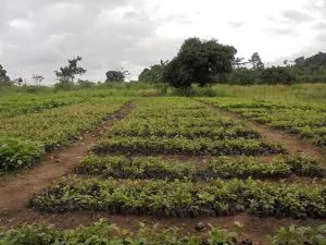 Plant Nursery