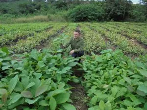 Plant nursery with worker