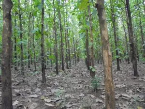 Woodland thinning